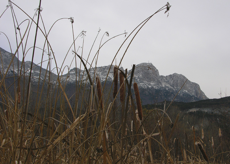 Typha latifolia / Lisca maggiore